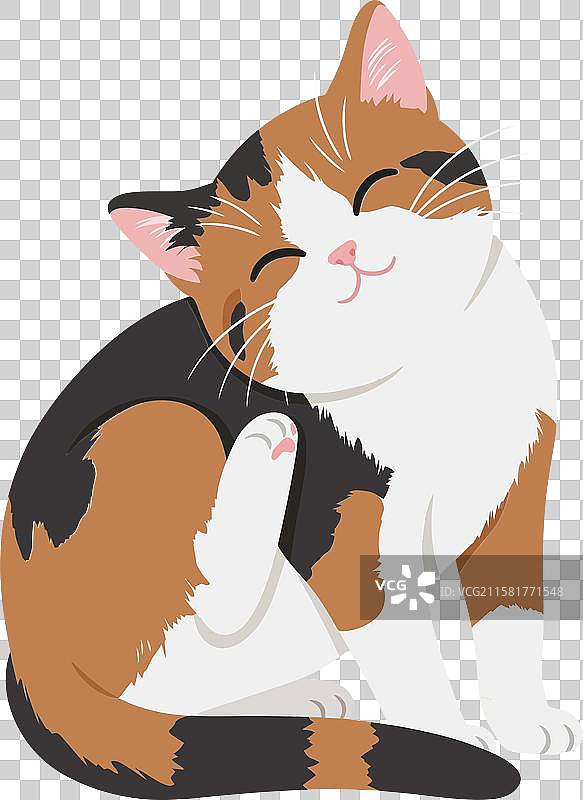 活泼的三花猫在愉快地梳理自己图片素材