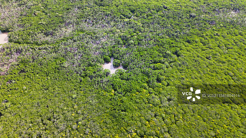 海口红树林湿地公园图片素材