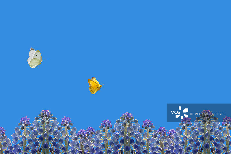 花卉特写，风信子图片素材