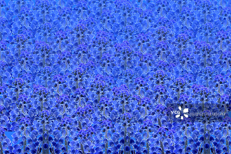 花卉拼贴背景，蓝色的风信子图片素材