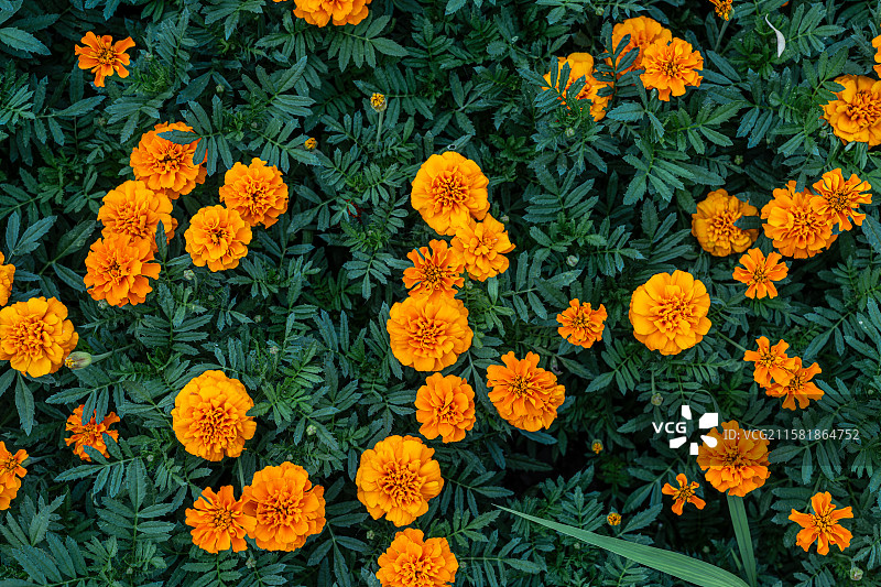 朝阳公园万寿菊图片素材