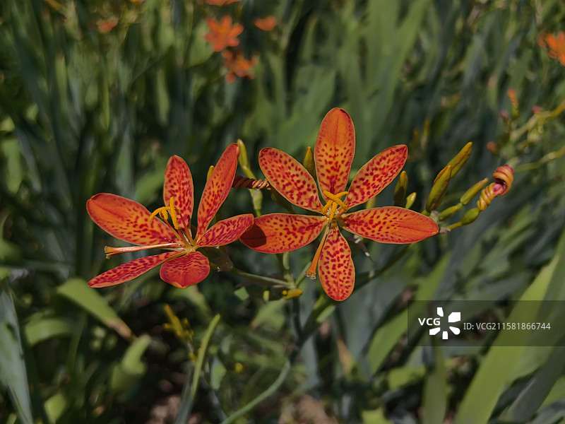 射干花图片素材