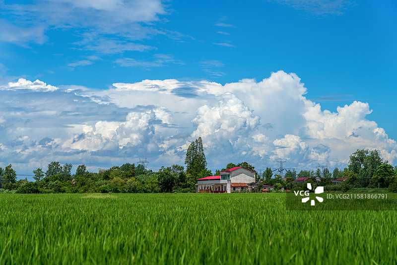 安徽六安：大暑时节 田园风光图片素材