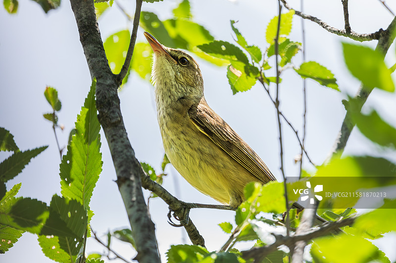 东方大苇莺图片素材