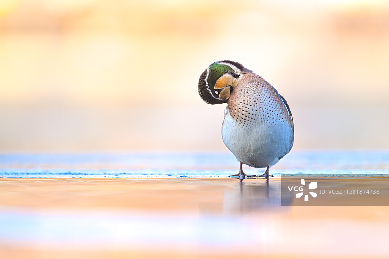 花脸鸭图片素材