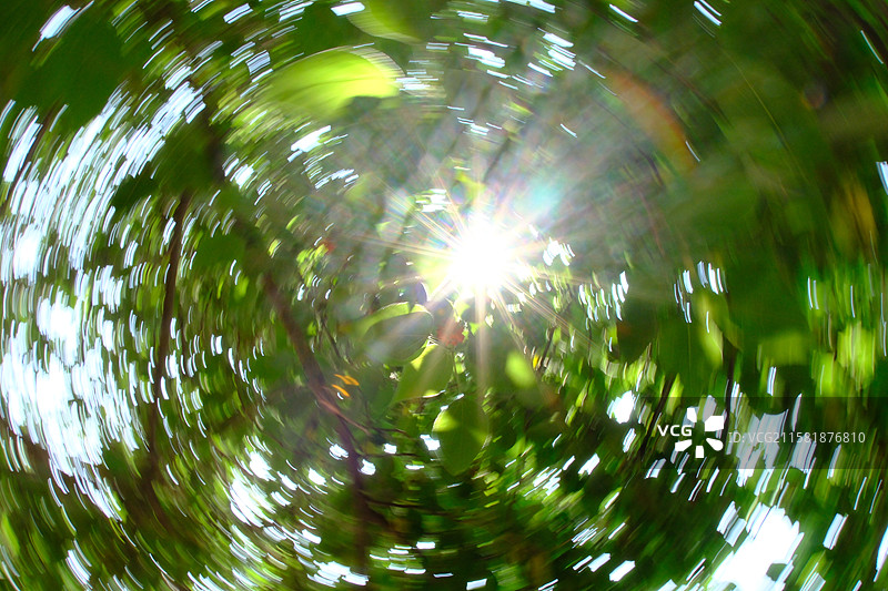 高山上的构树。果实。构桃。楮实子。假杨梅。旋转镜头。高清风景背景图图片素材