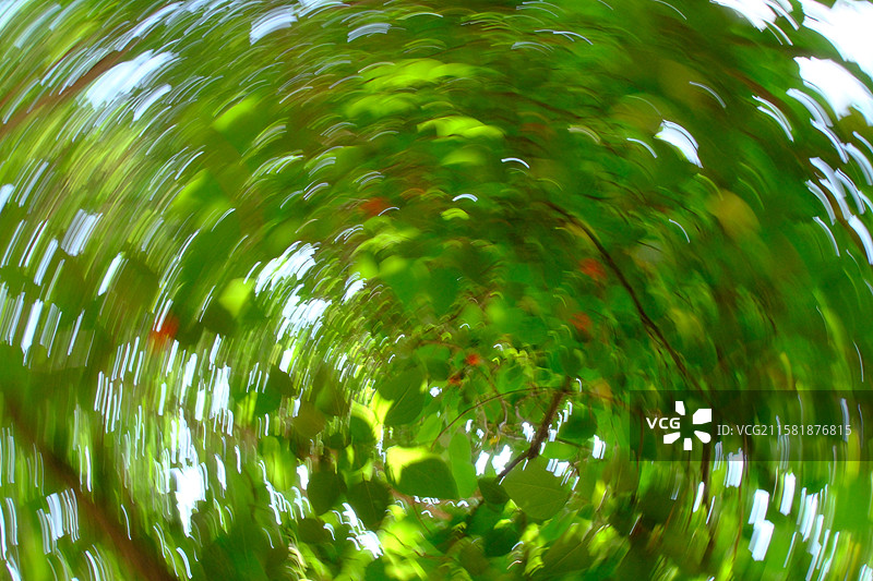 高山上的构树。果实。构桃。楮实子。假杨梅。旋转镜头。高清风景背景图图片素材