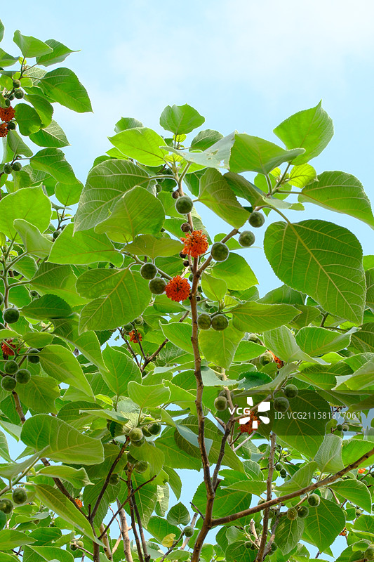 高山上的构树。果实。构桃。楮实子。假杨梅。旋转镜头。高清风景背景图图片素材