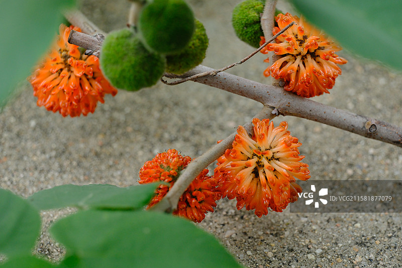 高山上的构树。果实。构桃。楮实子。假杨梅。旋转镜头。高清风景背景图图片素材