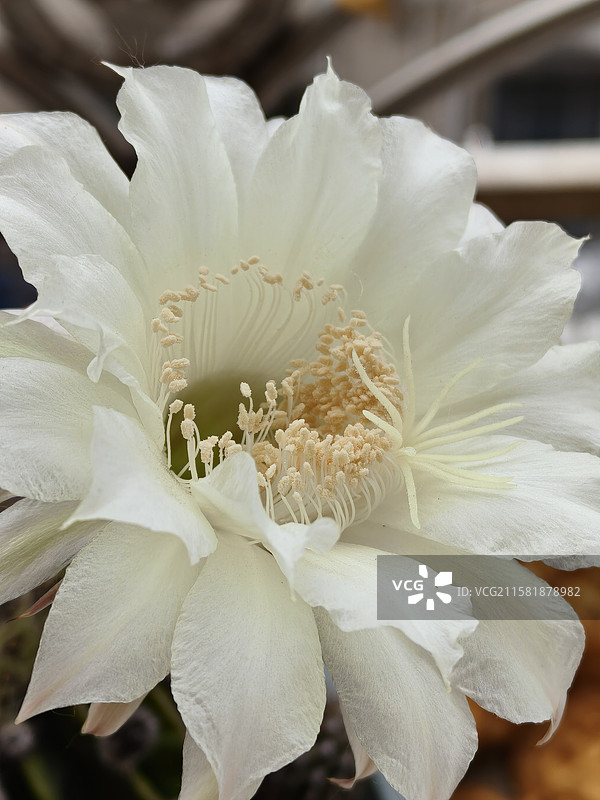 仙人球花图片素材