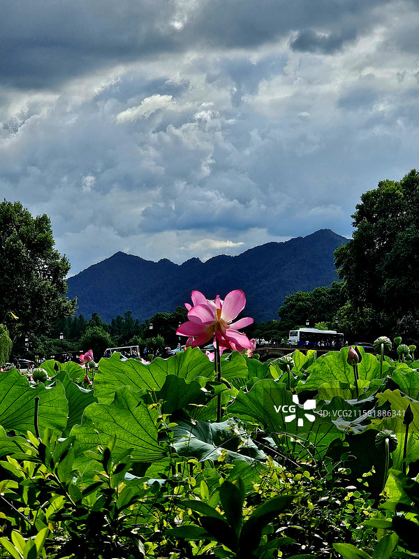 西湖荷花映山景 西泠桥畔荷花开图片素材