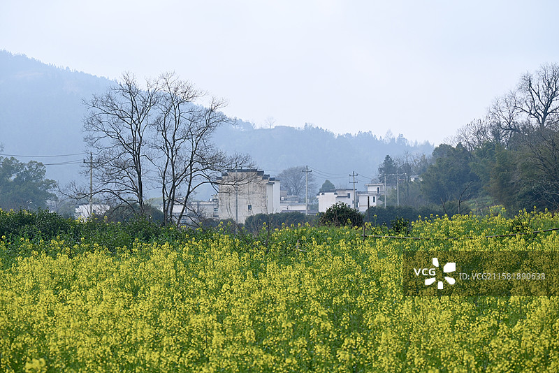 皖南油菜花图片素材