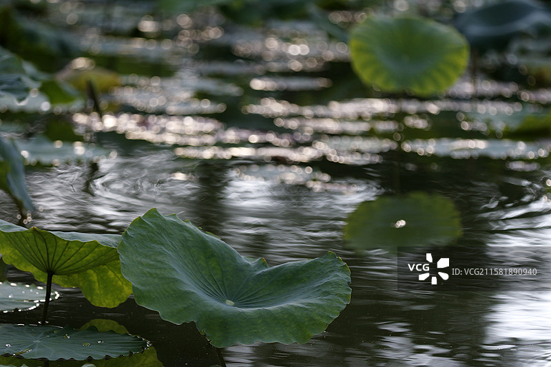 广西百色市半岛公园荷花池图片素材
