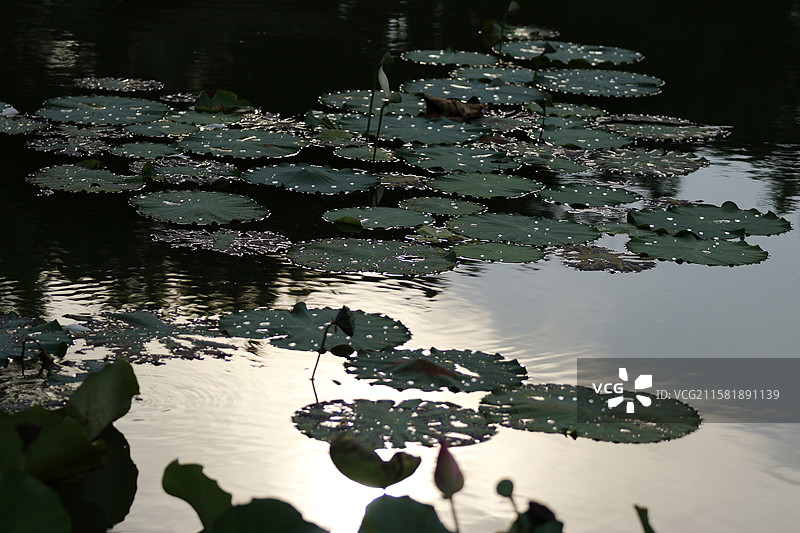 广西百色市半岛公园荷花池图片素材