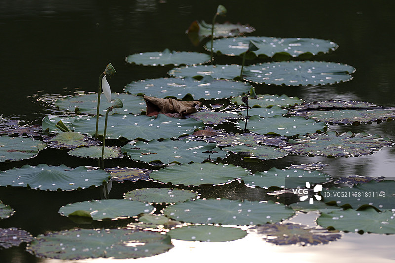广西百色市半岛公园荷花池图片素材