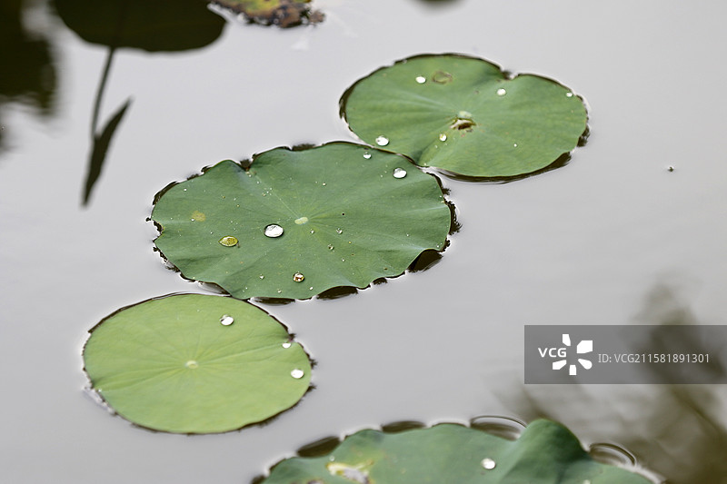 广西百色市半岛公园荷花池图片素材