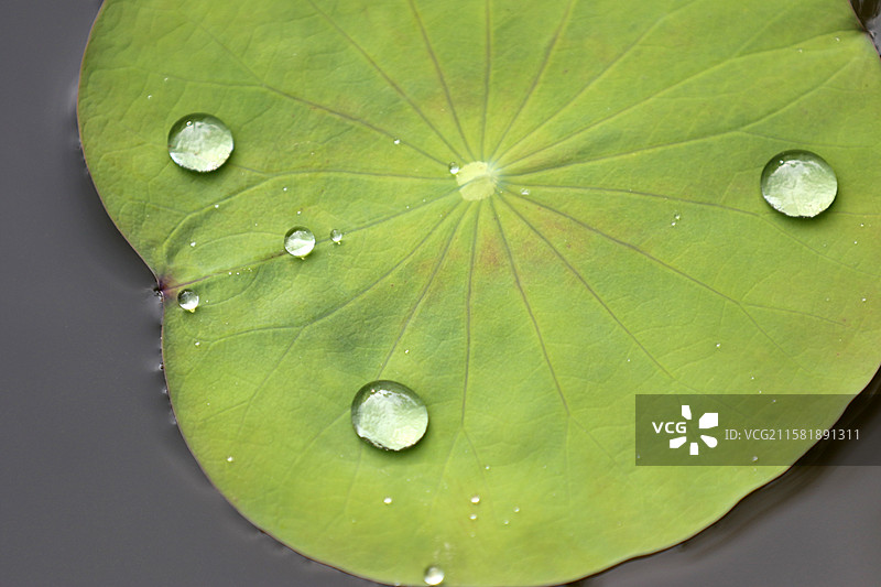 广西百色市半岛公园荷花池图片素材