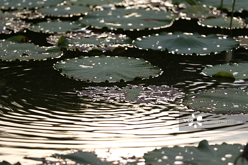 广西百色市半岛公园荷花池图片素材