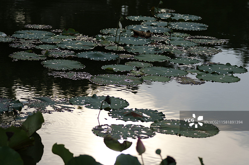 广西百色市半岛公园荷花池图片素材