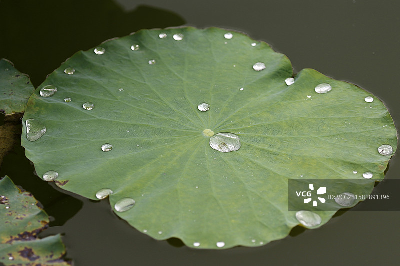 广西百色市半岛公园荷花池图片素材