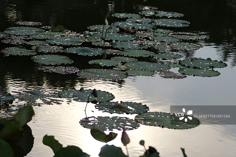 广西百色市半岛公园荷花池图片素材