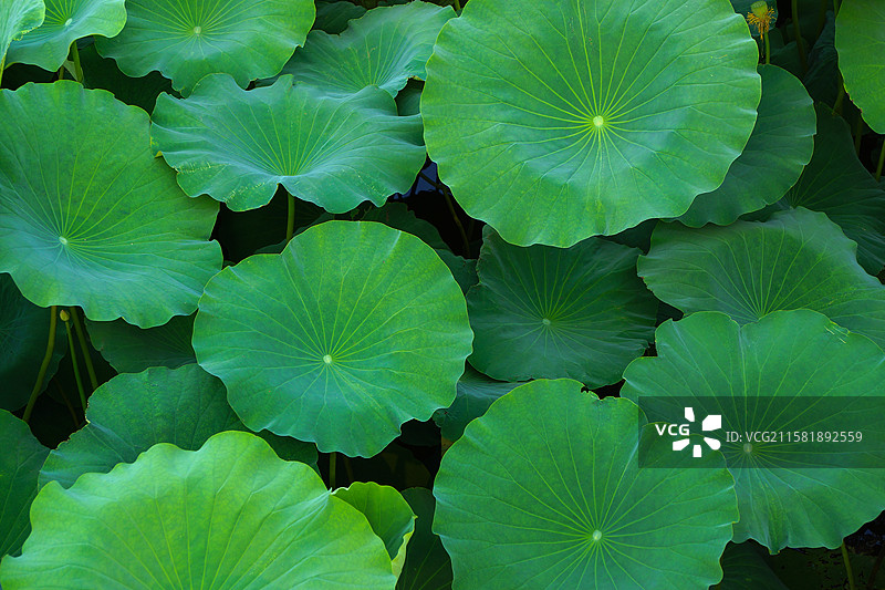 绿色荷叶俯拍图片素材