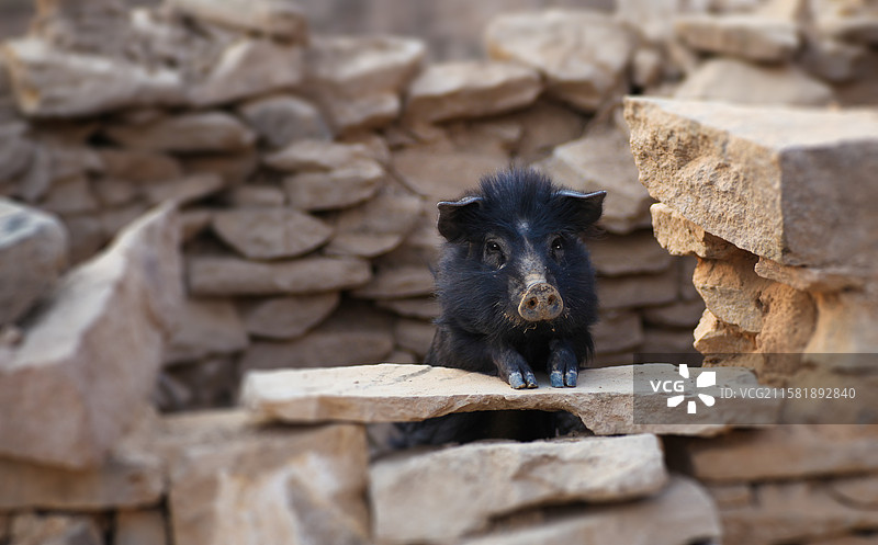 碾畔村，家养的小黑猪图片素材