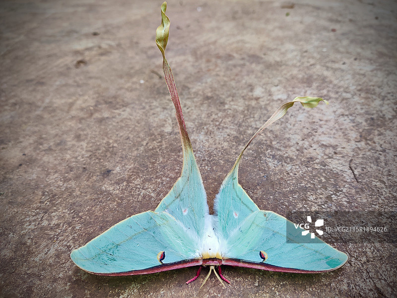 月形天蚕蛾特写镜头图片素材