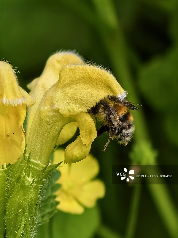 蜜蜂在黄花上授粉的特写镜头图片素材
