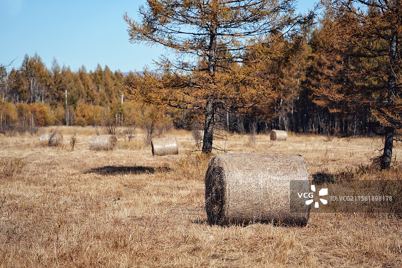 秋天大兴安岭草原林地里的落叶松和草卷（摄于蘑阿公路沿途）图片素材