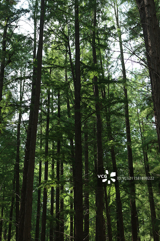 日照森林公园水杉林图片素材