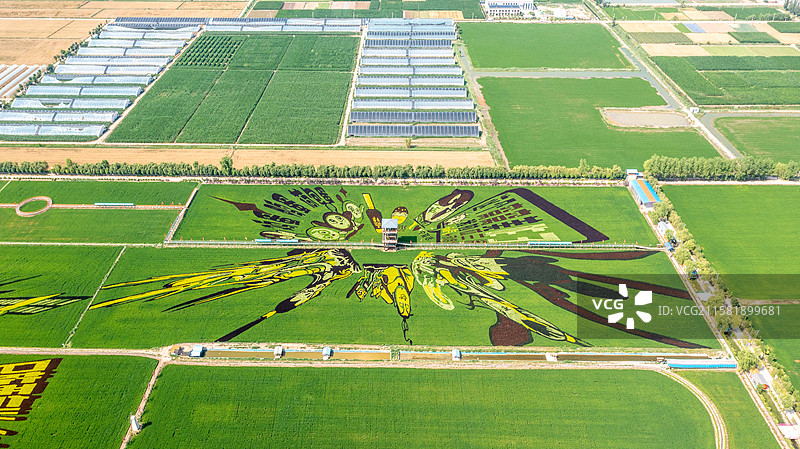 银川市贺兰县稻渔空间稻田画图片素材