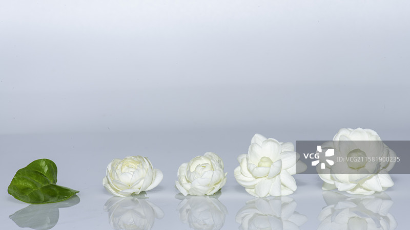 茉莉花图片素材