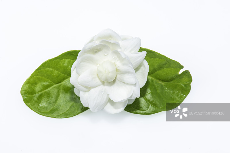 茉莉花 白色花朵 花图片素材