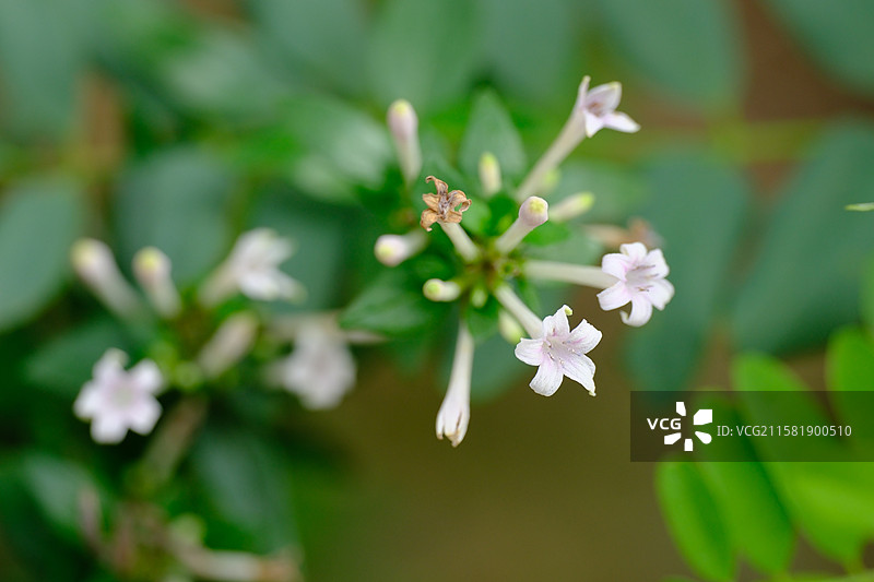 夏天高山上色彩艳丽的清新小野花。高清风景背景图微距图片素材