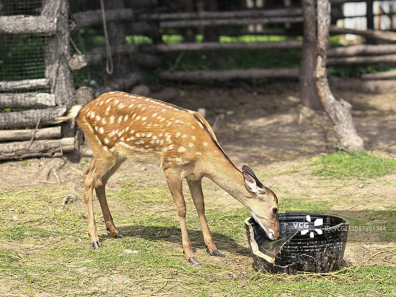 梅花鹿的特写镜头图片素材