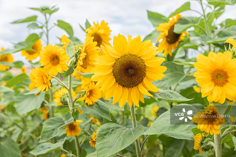 灿烂向日葵花田田园风光图片素材