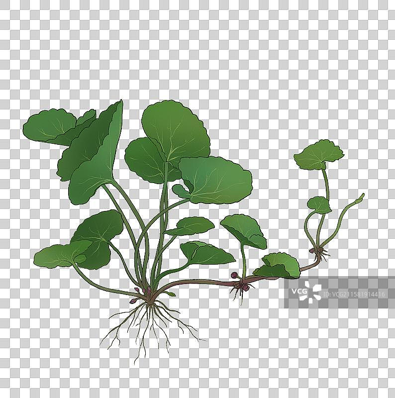 积雪草图片素材