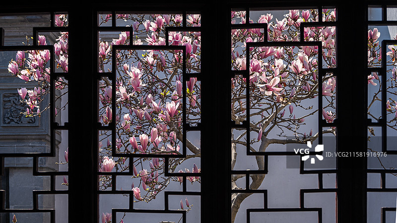 苏州耦园二乔玉兰图片素材