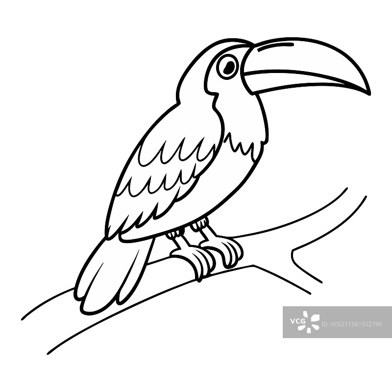 树枝上的巨嘴鸟图片素材