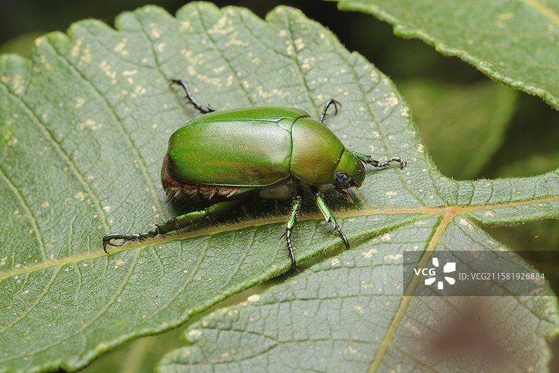 绿丽金龟图片素材