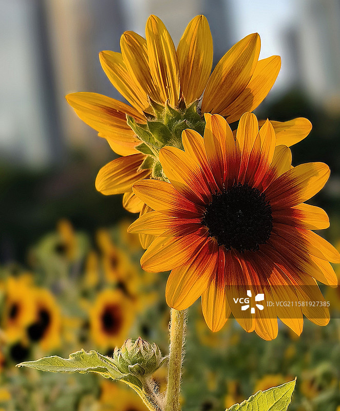 广州塔图片素材