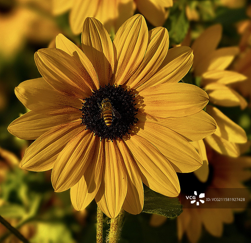 广州塔图片素材