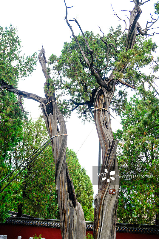 中国山东省泰安市岱庙景区的园林风光，岱庙景区的汉柏和唐槐，图片素材
