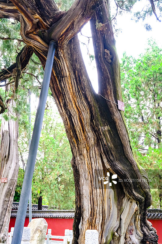中国山东省泰安市岱庙景区的园林风光，岱庙景区的汉柏和唐槐，图片素材