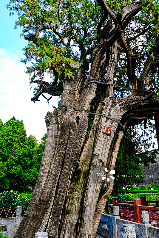 中国山东省泰安市岱庙景区的园林风光，岱庙景区的汉柏和唐槐，图片素材