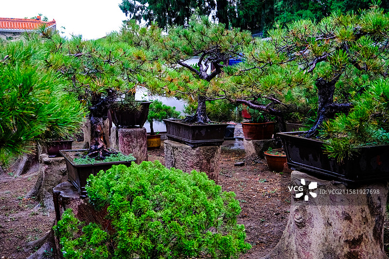 中国山东省泰安市岱庙景区的园林风光，岱庙景区的汉柏和唐槐，图片素材