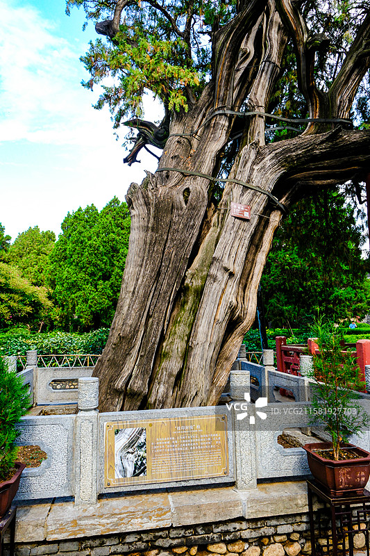 中国山东省泰安市岱庙景区的园林风光，岱庙景区的汉柏和唐槐，图片素材