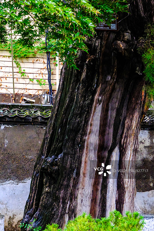 中国山东省泰安市岱庙景区的园林风光，岱庙景区的汉柏和唐槐，图片素材