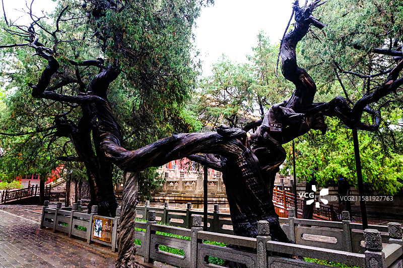 中国山东省泰安市岱庙景区的园林风光，岱庙景区的汉柏和唐槐，图片素材